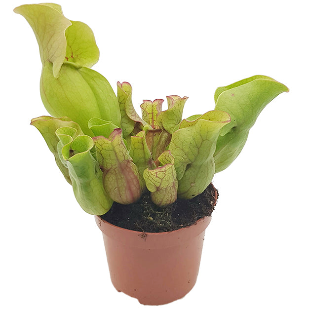 Sarracenia Purpurea ssp. Venosa "Sylvia"