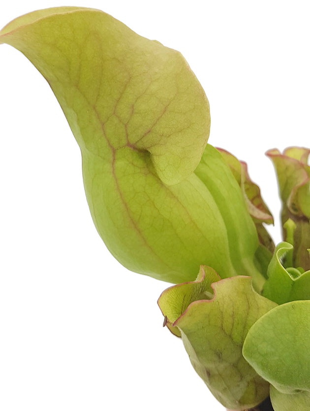 Sarracenia Purpurea ssp. Venosa "Sylvia"