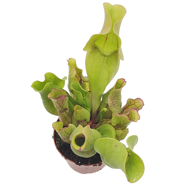 Sarracenia Purpurea ssp. Venosa "Sylvia"