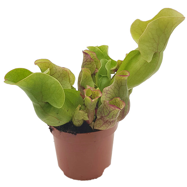 Sarracenia Purpurea ssp. Venosa "Sylvia"