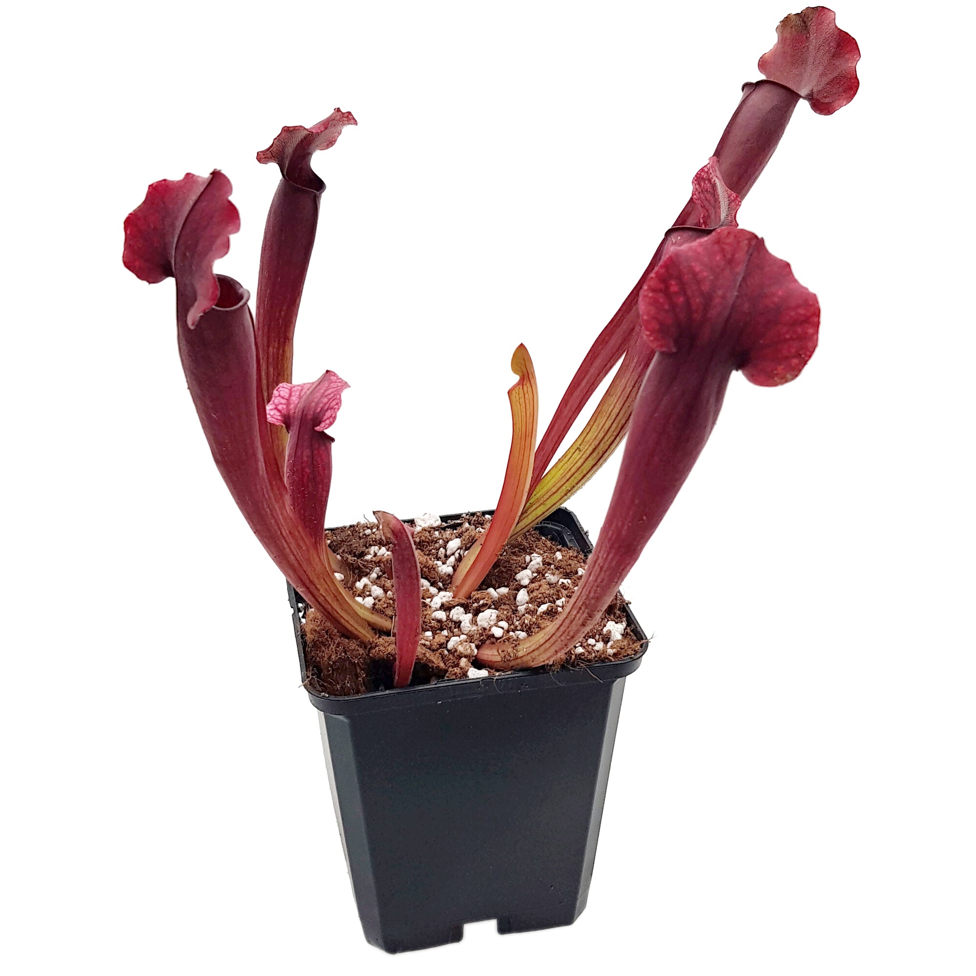 Sarracenia X "Thomas"