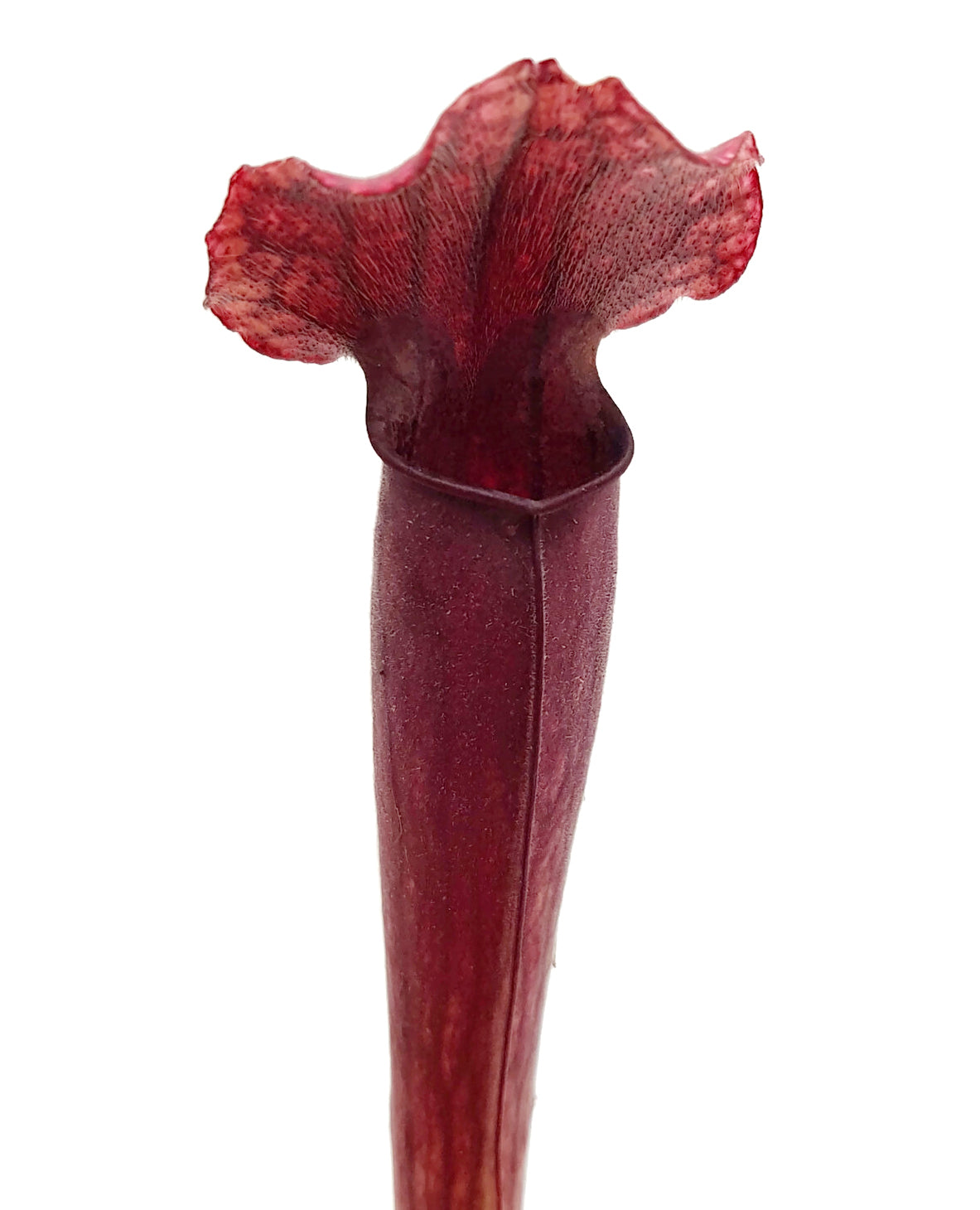 Sarracenia X "Thomas"