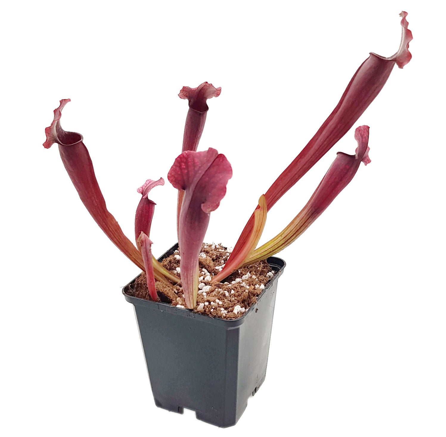 Sarracenia X "Thomas"
