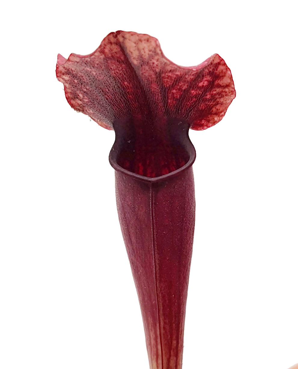 Sarracenia X "Thomas"