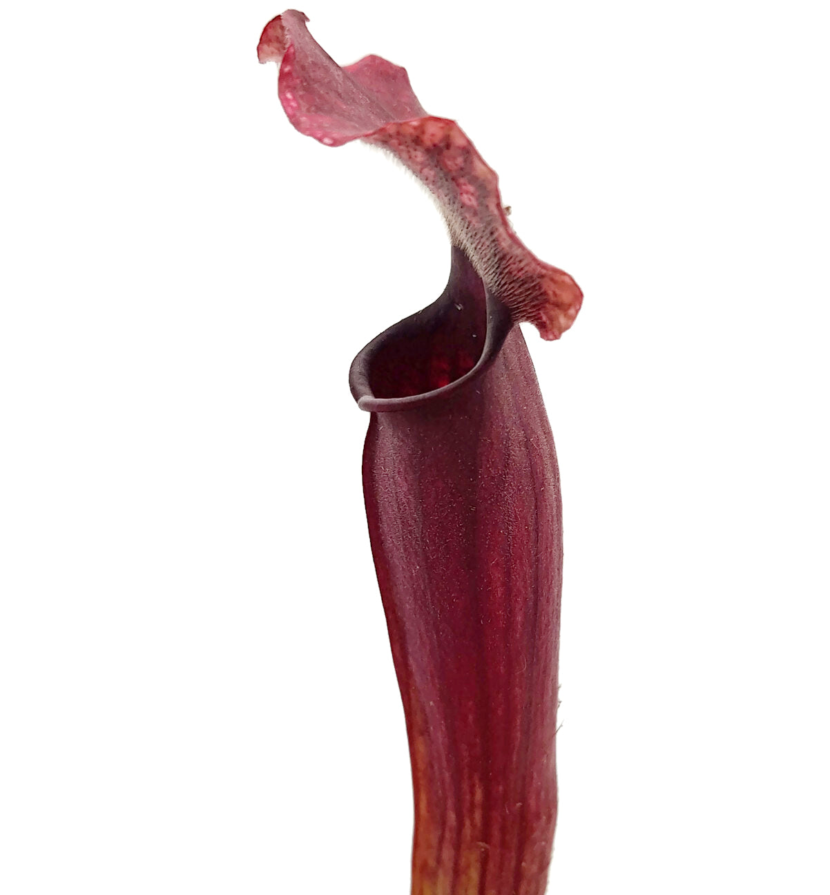 Sarracenia X "Thomas"