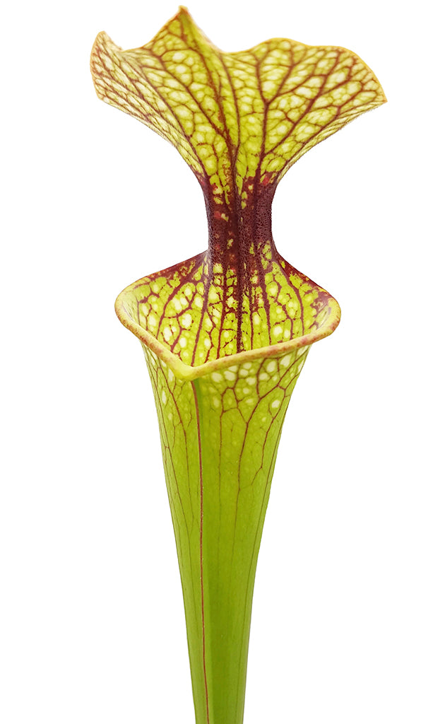 Sarracenia x Moorei "Joanna"