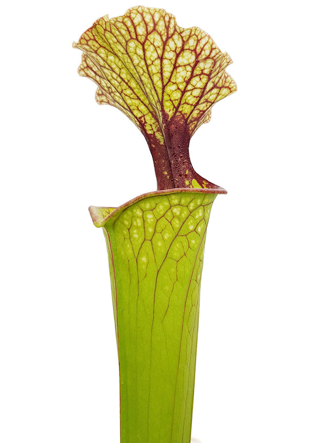 Sarracenia x Moorei "Joanna"