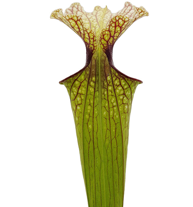 Sarracenia x Moorei "Joanna"