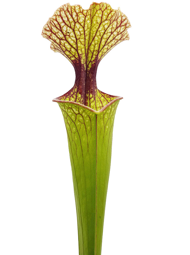 Sarracenia x Moorei "Joanna"