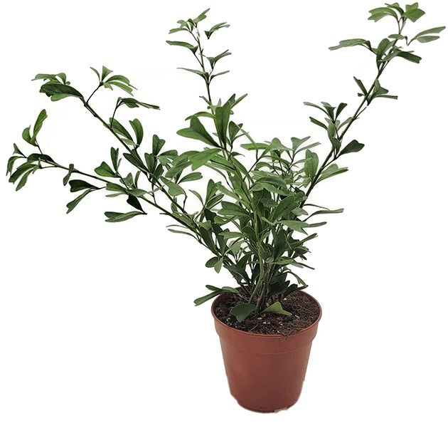 Schefflera "Heart Leaf" - große Zimmerpflanze