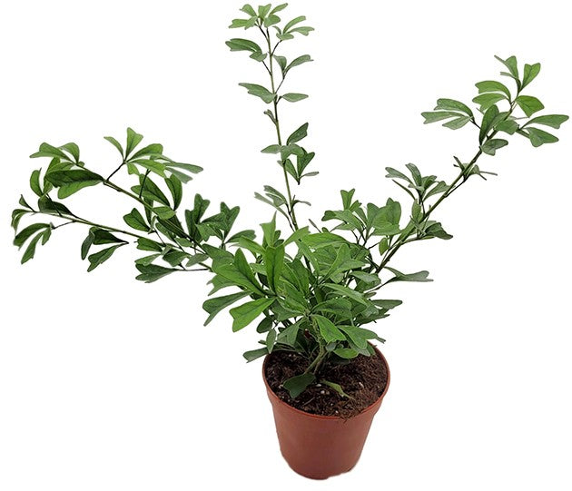 Schefflera "Heart Leaf" - große Zimmerpflanze