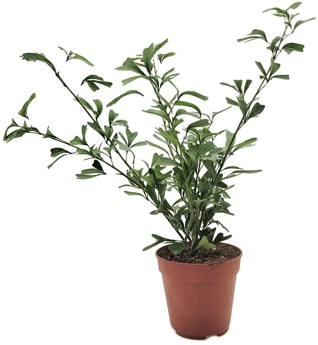 Schefflera "Heart Leaf" - große Zimmerpflanze