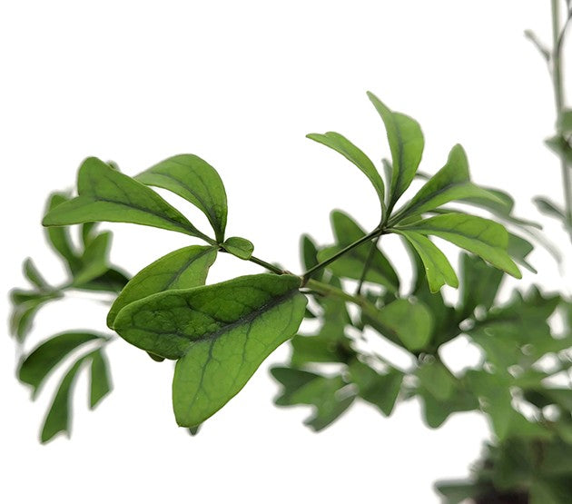 Schefflera "Heart Leaf" - große Zimmerpflanze