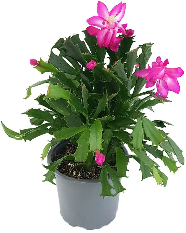 Schlumbergera Hybride "wild" - Weihnachtskaktus pinker Blüte