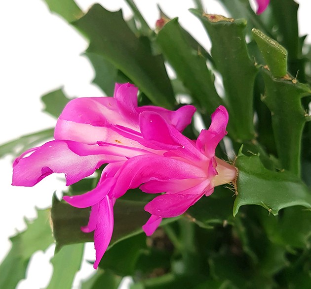 Schlumbergera Hybride "wild" - Weihnachtskaktus pinker Blüte