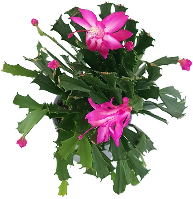 Schlumbergera Hybride "wild" - Weihnachtskaktus pinker Blüte