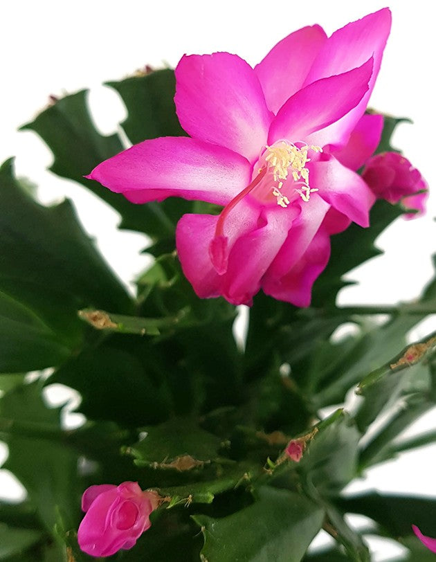 Schlumbergera Hybride "wild" - Weihnachtskaktus pinker Blüte