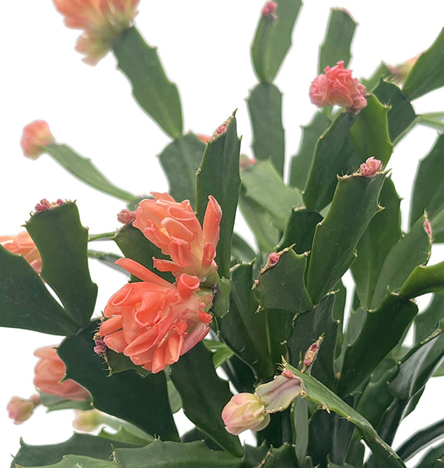 Schlumbergera Hybride "wild" - Weihnachtskaktus APRICOT Blüte