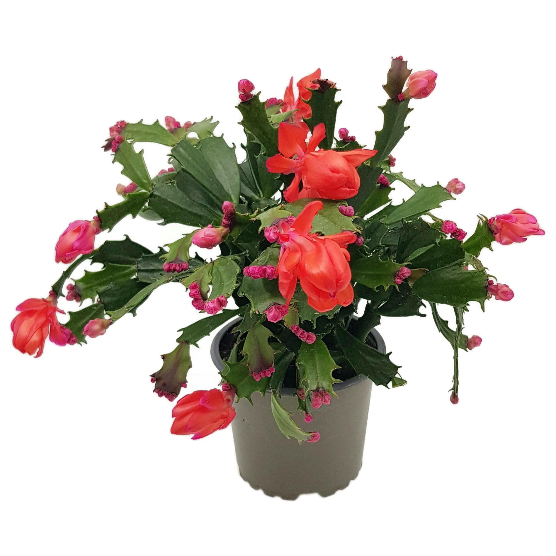 Schlumbergera Hybride "wild" - Weihnachtskaktus roter Blüte