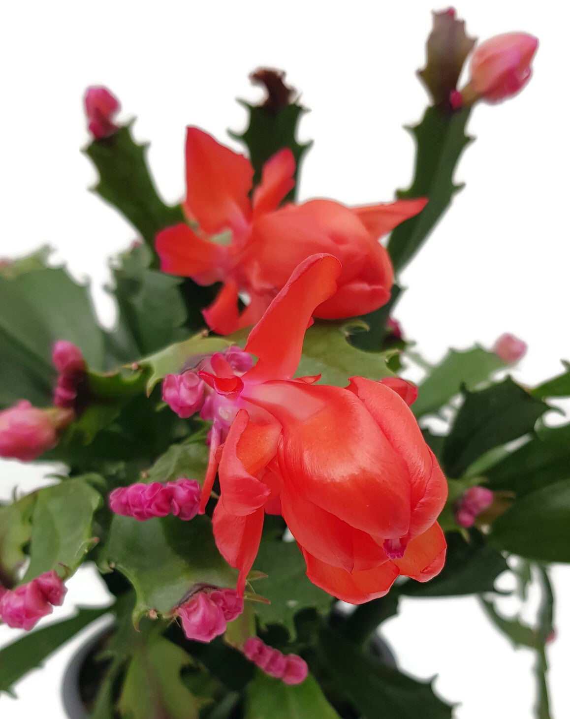 Schlumbergera Hybride "wild" - Weihnachtskaktus roter Blüte