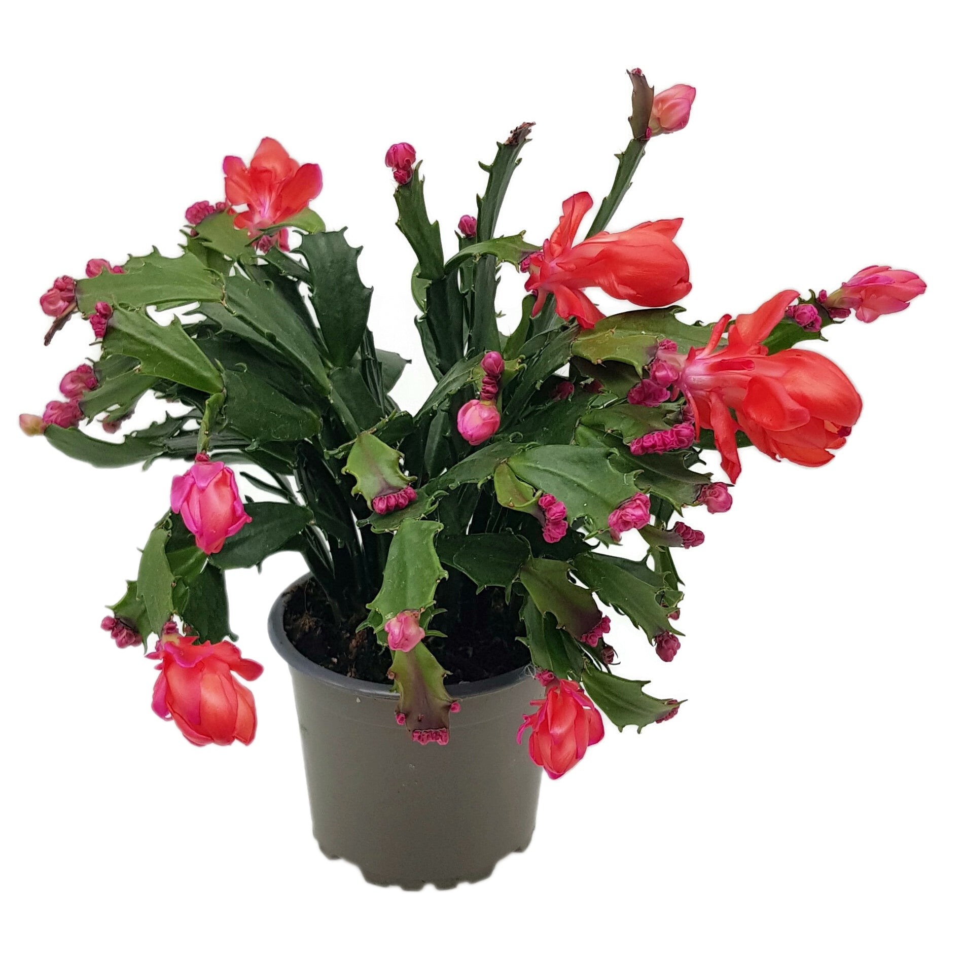 Schlumbergera Hybride "wild" - Weihnachtskaktus roter Blüte
