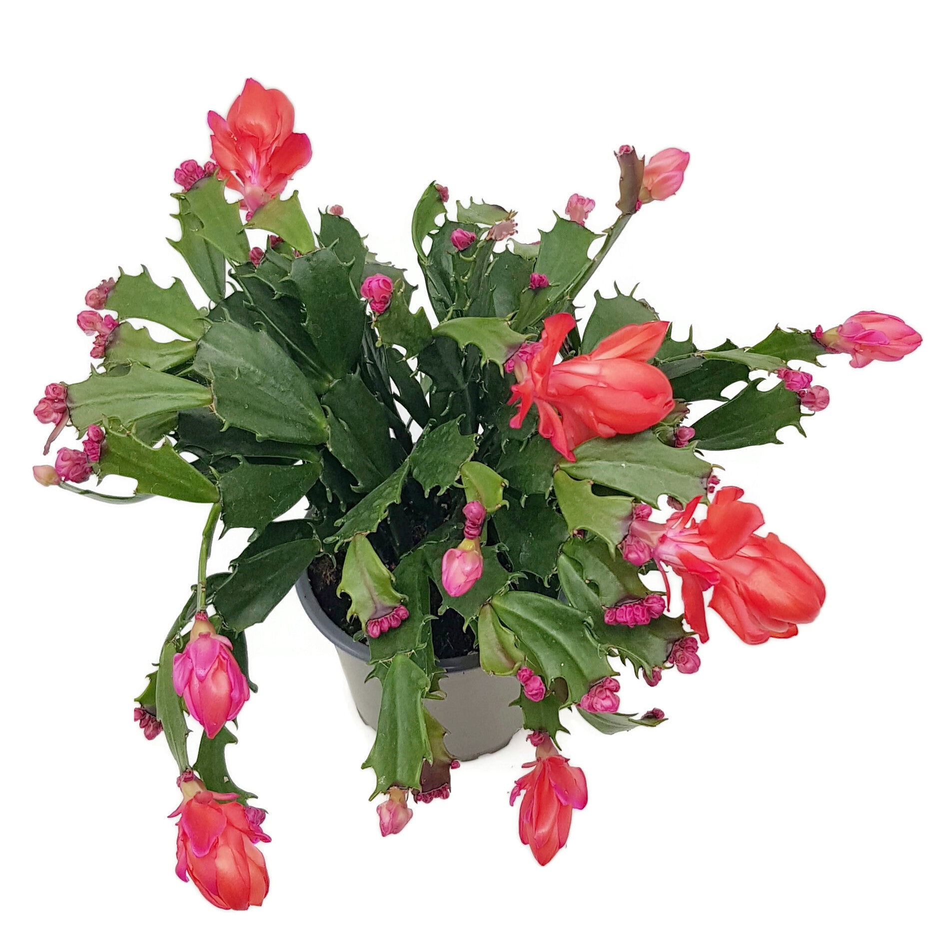 Schlumbergera Hybride "wild" - Weihnachtskaktus roter Blüte