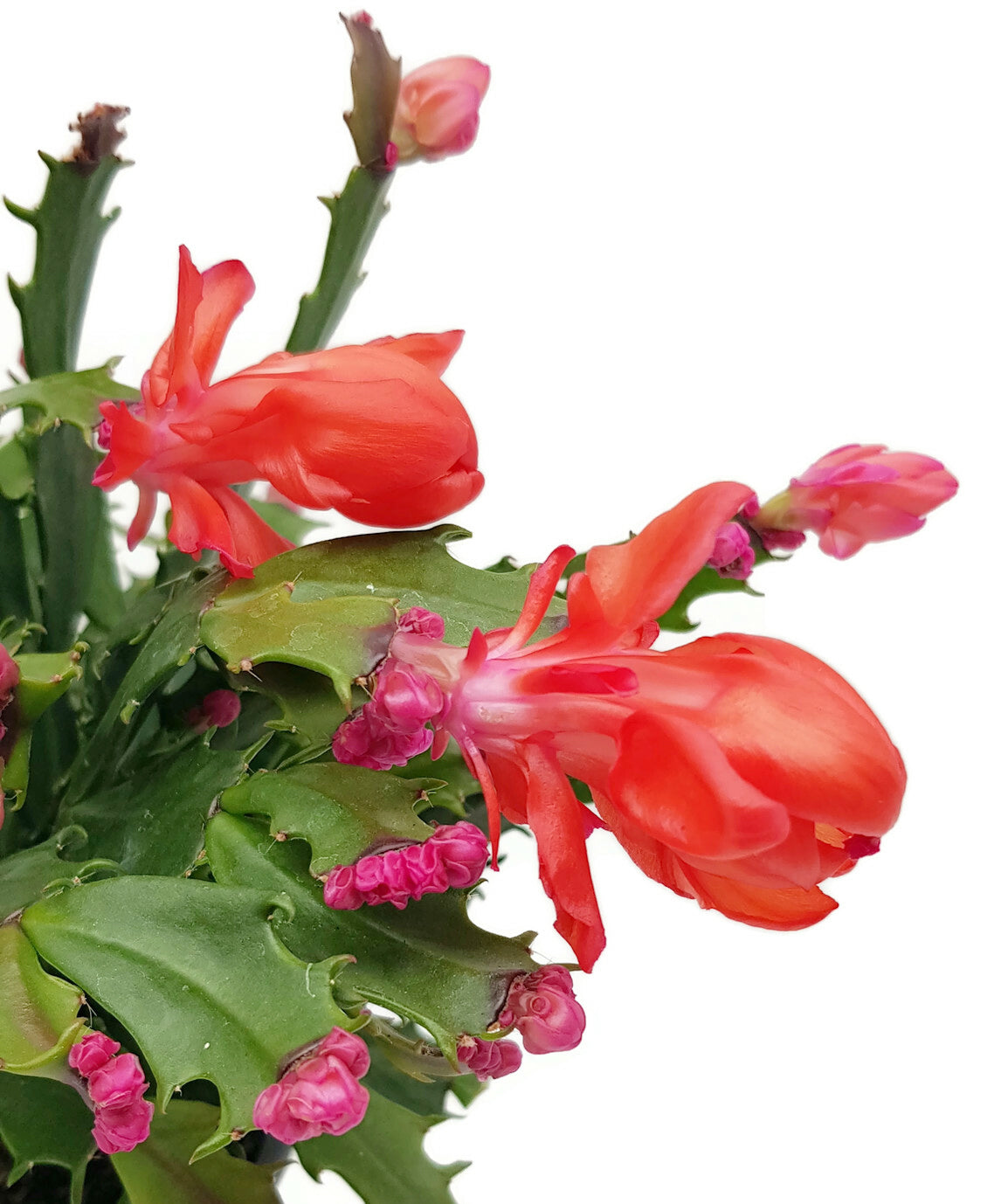 Schlumbergera Hybride "wild" - Weihnachtskaktus roter Blüte