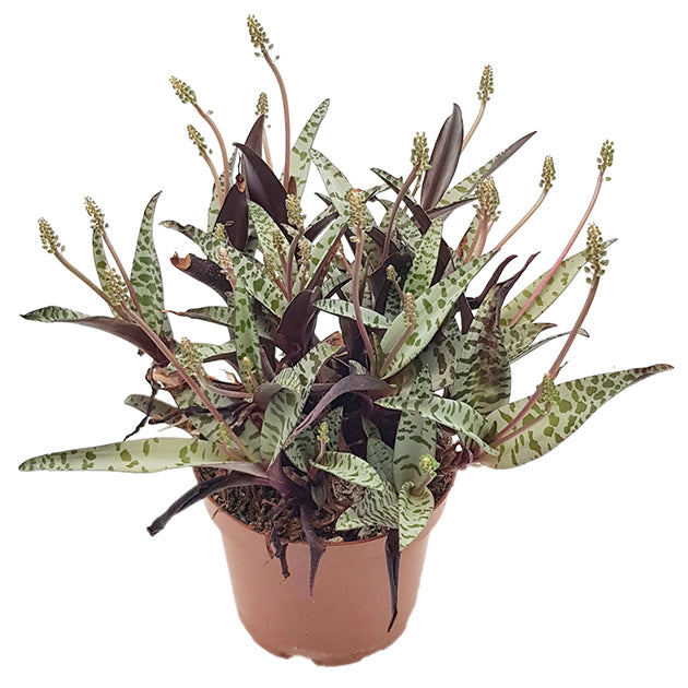 Ledebouria socialis &