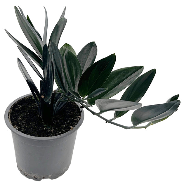Scindapsus treubii &