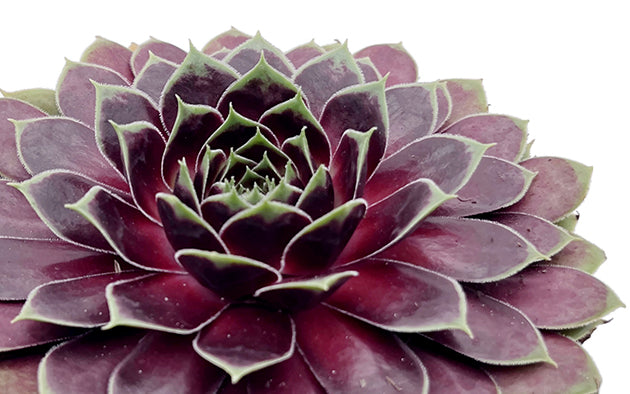 Sempervivum "La vie en Rose" - roter Hauswurz