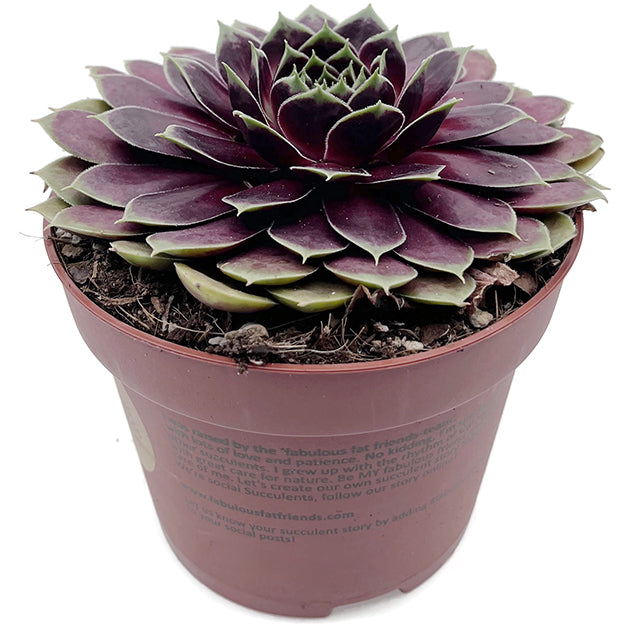 Sempervivum "La vie en Rose" - roter Hauswurz