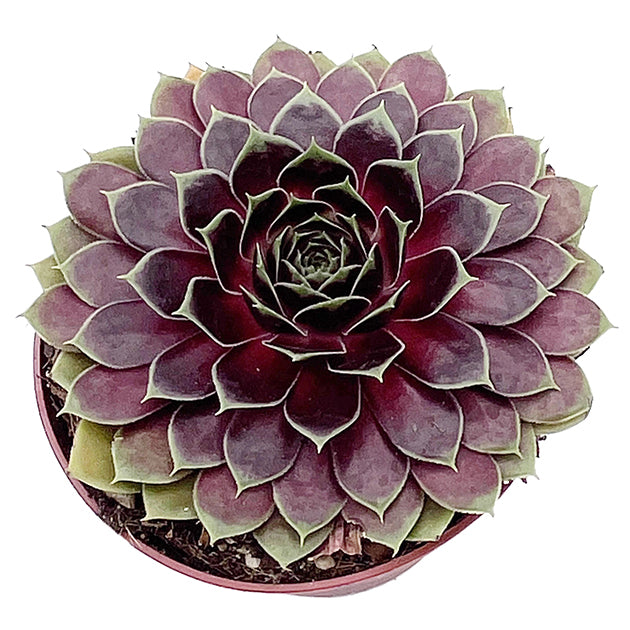 Sempervivum "La vie en Rose" - roter Hauswurz