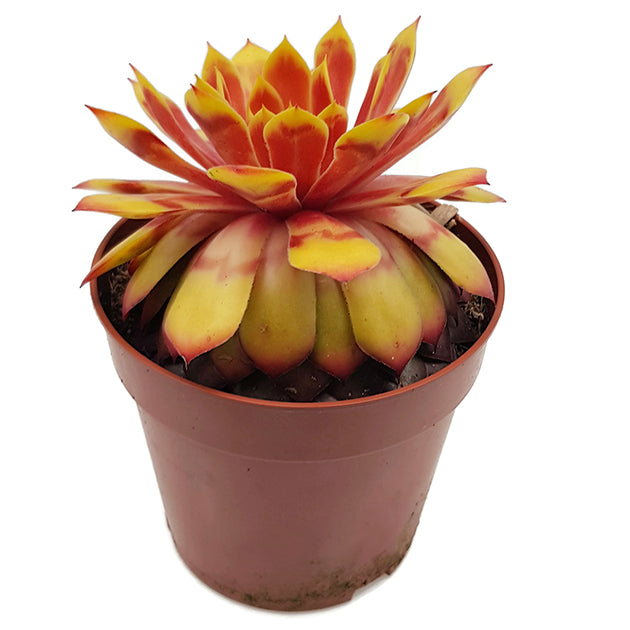 Sempervivum "Gold Nugget" - gelber Hauswurz