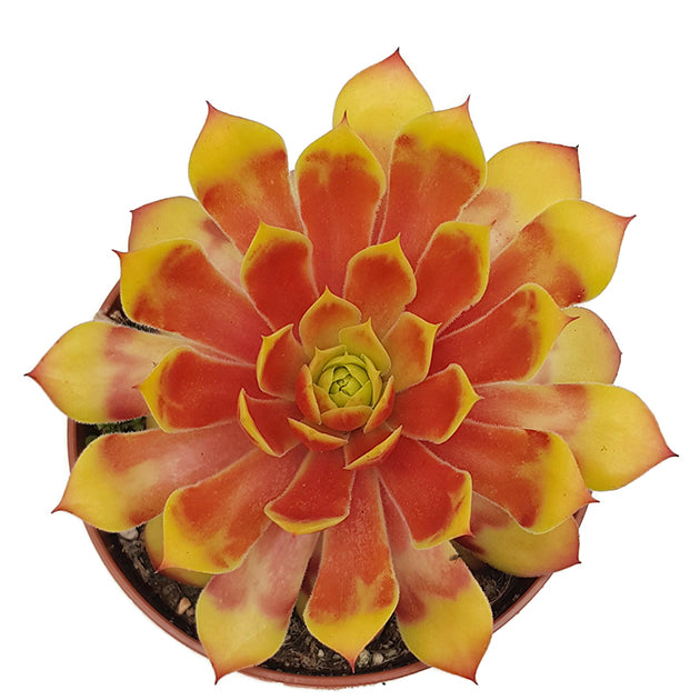 Sempervivum "Gold Nugget" - gelber Hauswurz