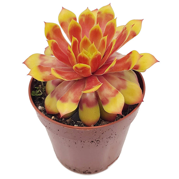 Sempervivum "Gold Nugget" - gelber Hauswurz