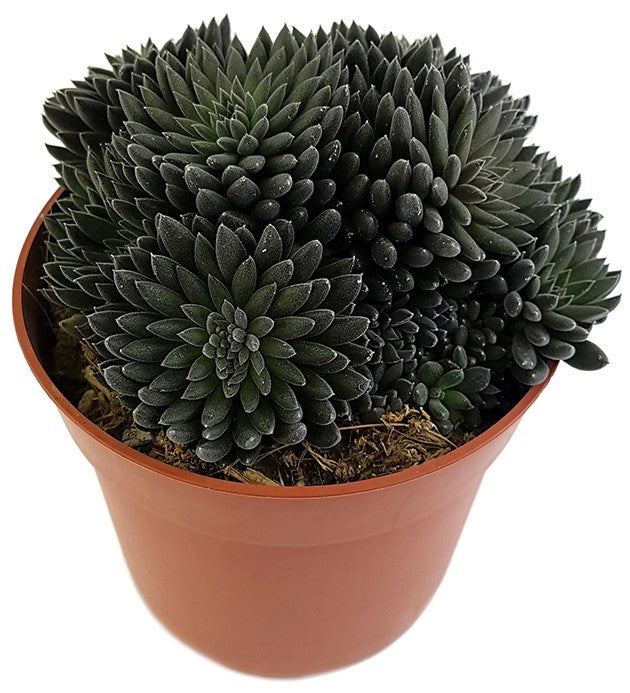 Sinocrassula yannanensis "Napoli Noire" - Chinesisches Dickblatt