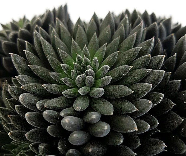 Sinocrassula yannanensis "Napoli Noire" - Chinesisches Dickblatt