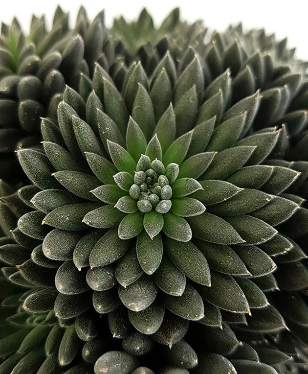 Sinocrassula yannanensis "Napoli Noire" - Chinesisches Dickblatt