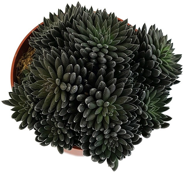 Sinocrassula yannanensis "Napoli Noire" - Chinesisches Dickblatt