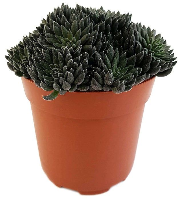 Sinocrassula yannanensis "Napoli Noire" - Chinesisches Dickblatt