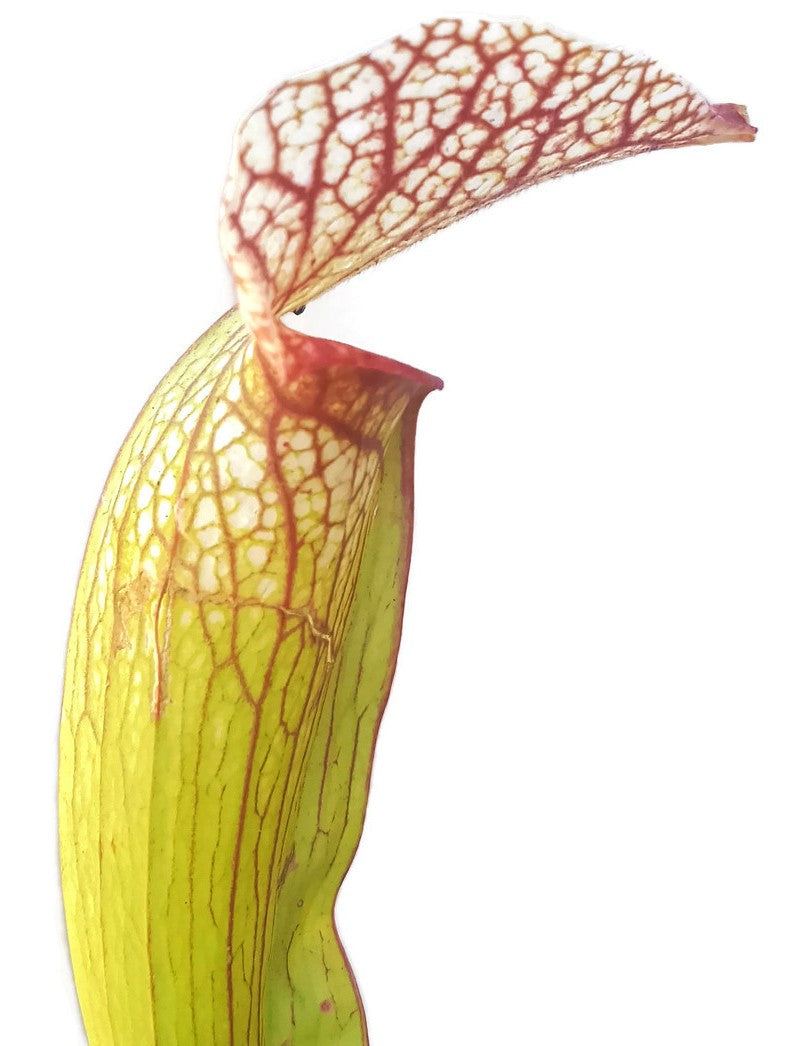 Sarracenia X "Sky Watcher" MKH 102