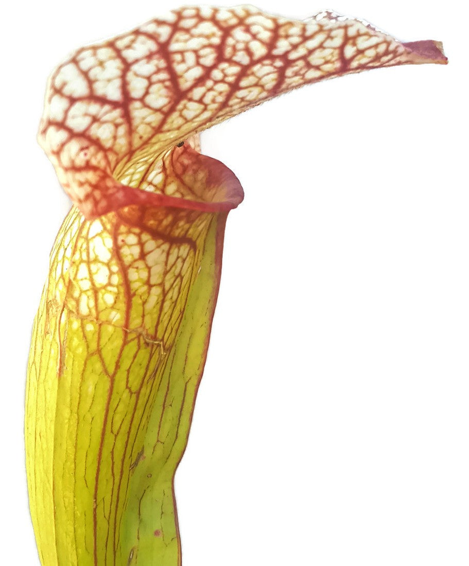 Sarracenia X "Sky Watcher" MKH 102