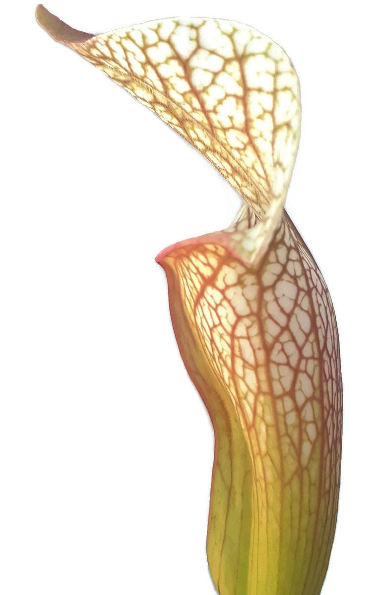 Sarracenia X "Sky Watcher" MKH 102