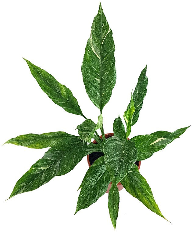 Spathiphyllum "Diamond" - panaschiertes Einblatt