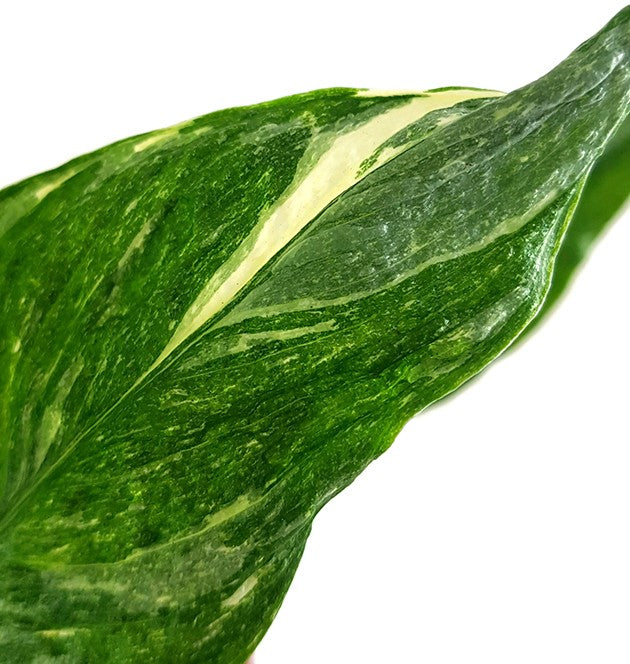 Spathiphyllum "Diamond" - panaschiertes Einblatt