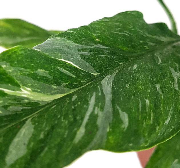 Spathiphyllum "Diamond" - panaschiertes Einblatt