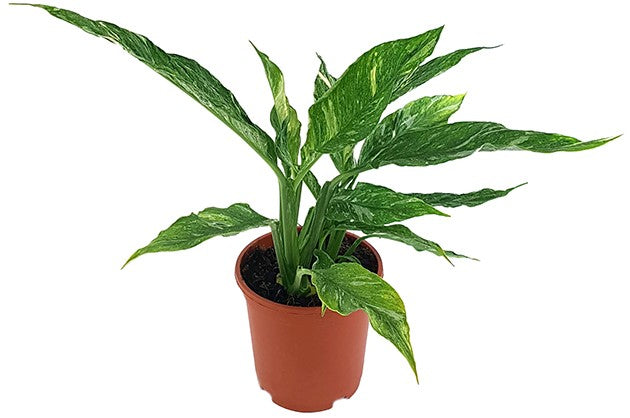 Spathiphyllum "Diamond" - panaschiertes Einblatt