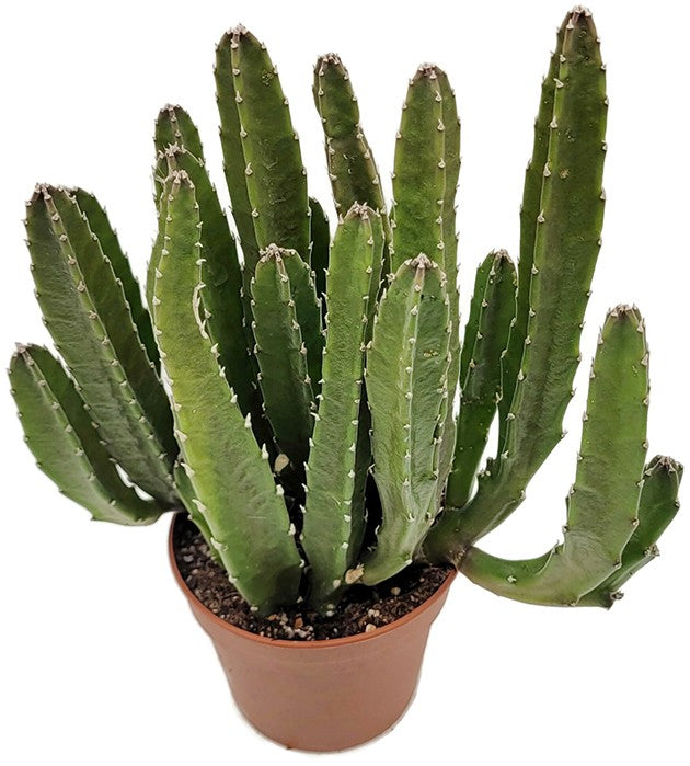 Stapelia grandiflora - Riesensternblume