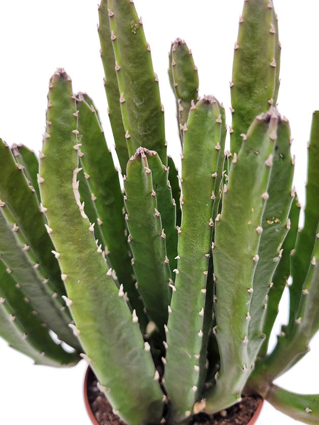 Stapelia grandiflora - Riesensternblume
