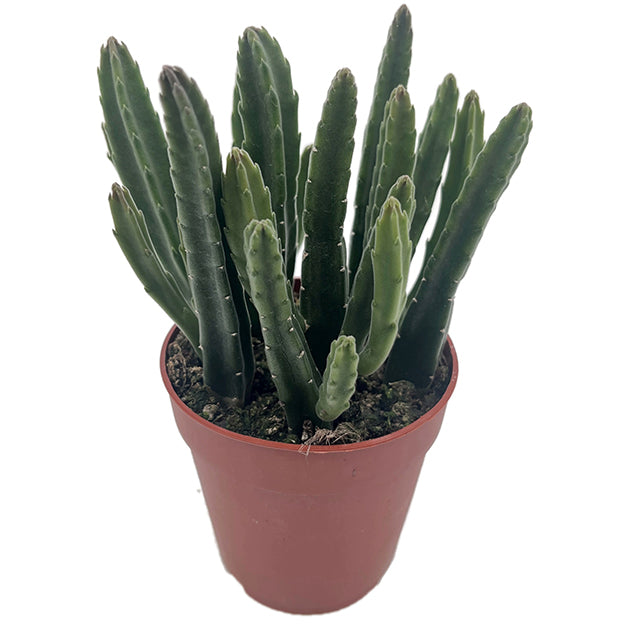 Stapelia leendertziae - Aasblume